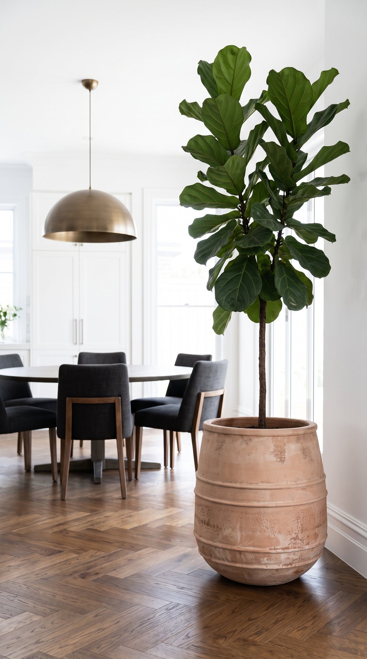 Antique terracotta belly planter with indoor tree styled in modern dining space