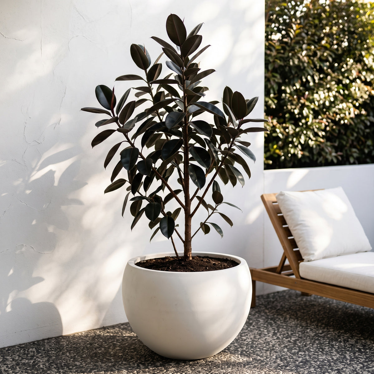 Large Asher pure white moon pot styled with plant on paved outdoor terrace