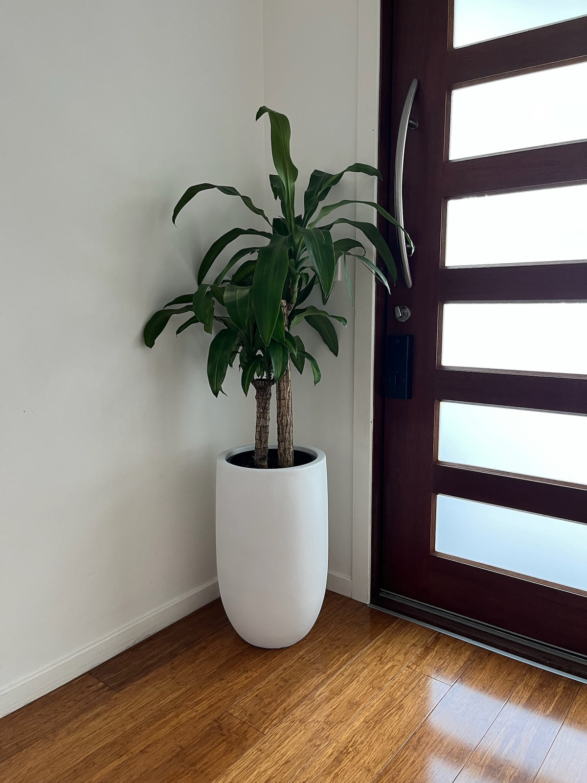 Pure white false bottom U-pot styled with indoor plant in entryway on timber floor