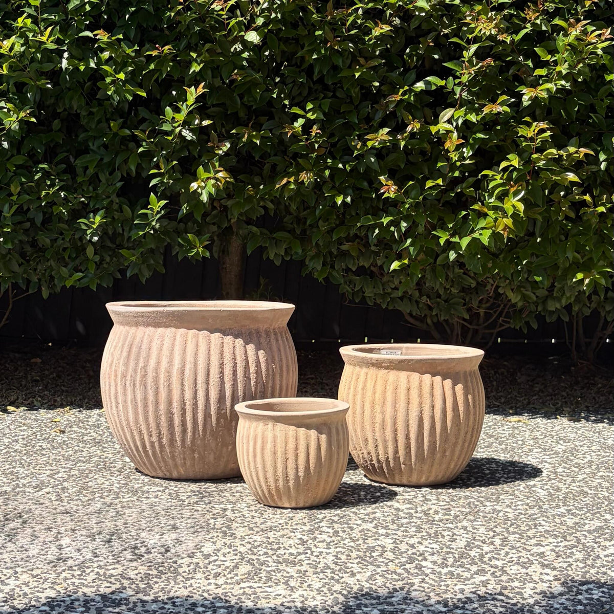 Medium and small antique terracotta Palermo threads belly planters on gravel