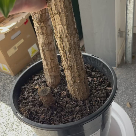 Demonstration of internal raised shelf inside White Pietra false bottom planter