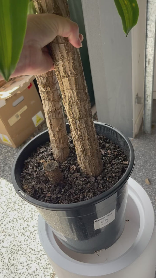 Demonstration of internal raised shelf inside White Pietra false bottom planter